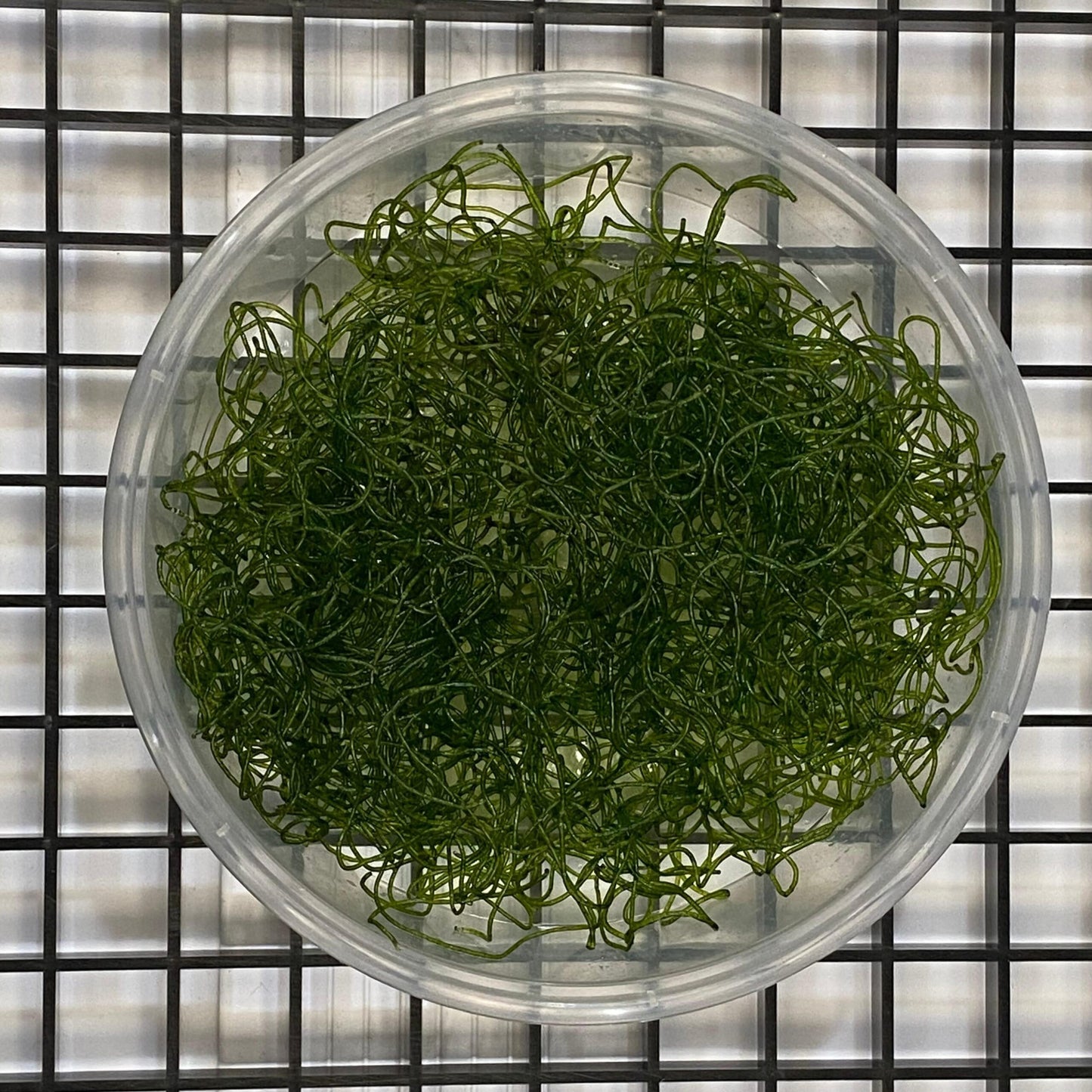 Chaetomorpha spp. (Alga filamentosa o Alga espagueti) - CoralMastery | MACROALGA