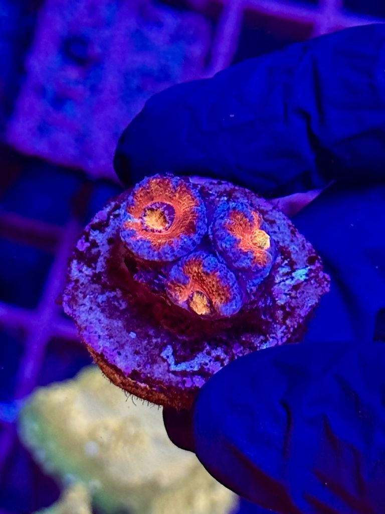 Acantastrea