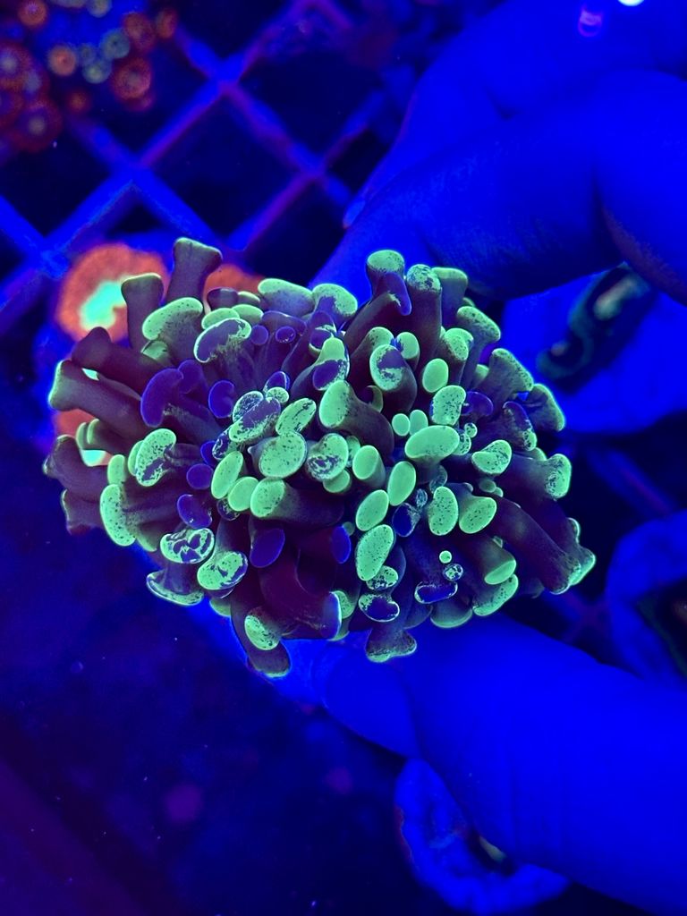 Euphyllia SPOTED GREEN FLUOR - 3 CABEZAS
