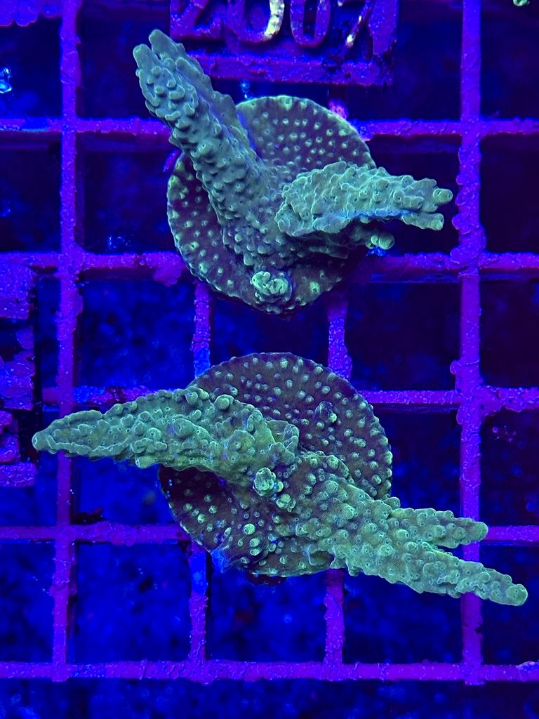 ACRÓPORA spp.