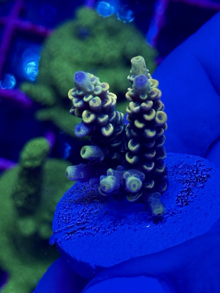 Acropora Lemon Lime