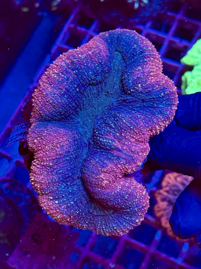 LOBOPHYLLIA GALAXY - WYSIWYG