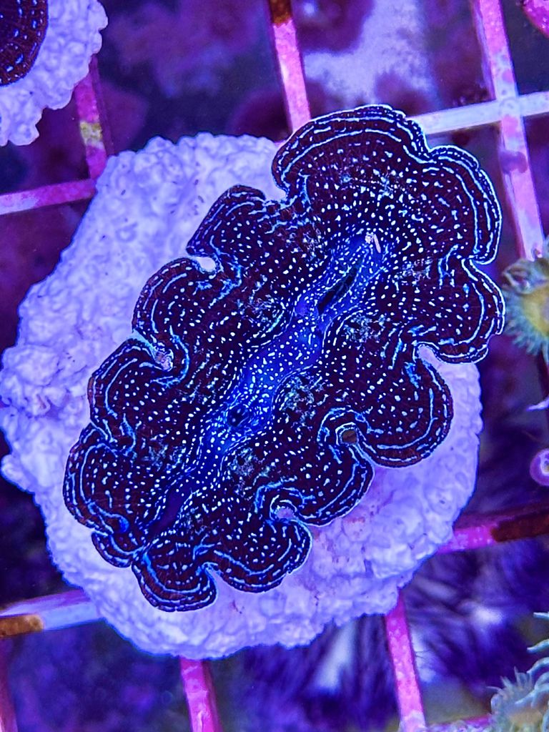 TRIDACNA CROCEA WYSIWYG PEQUEÑA