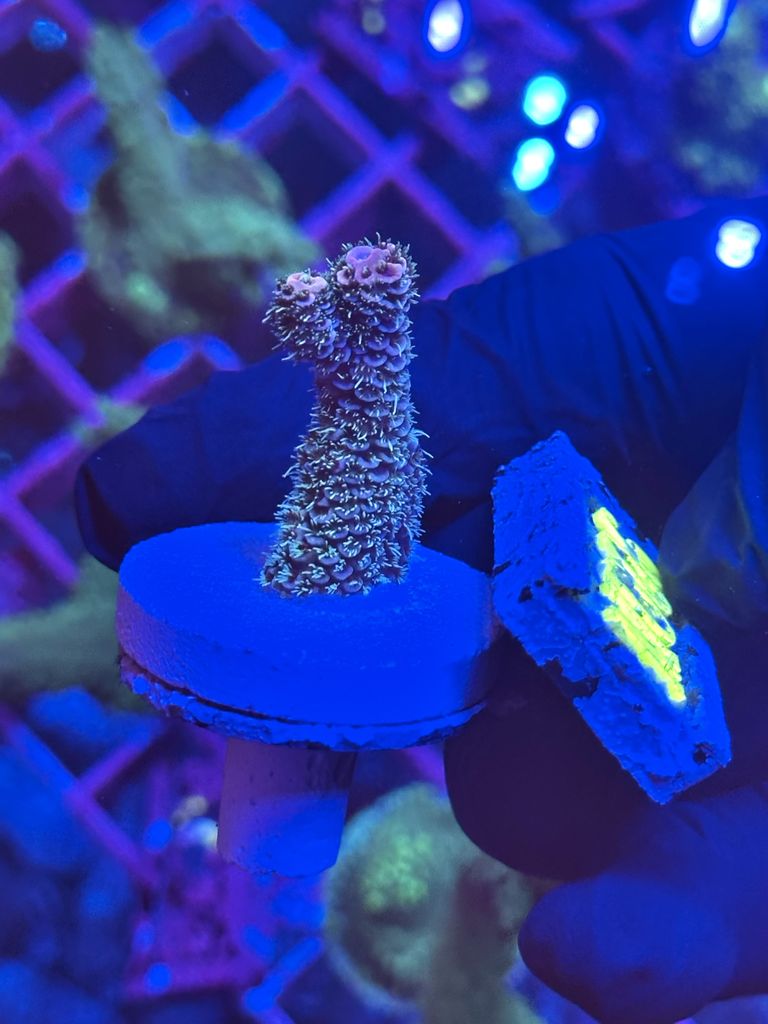 ACROPORA MILLEPORA BLUE STRAWBERRY