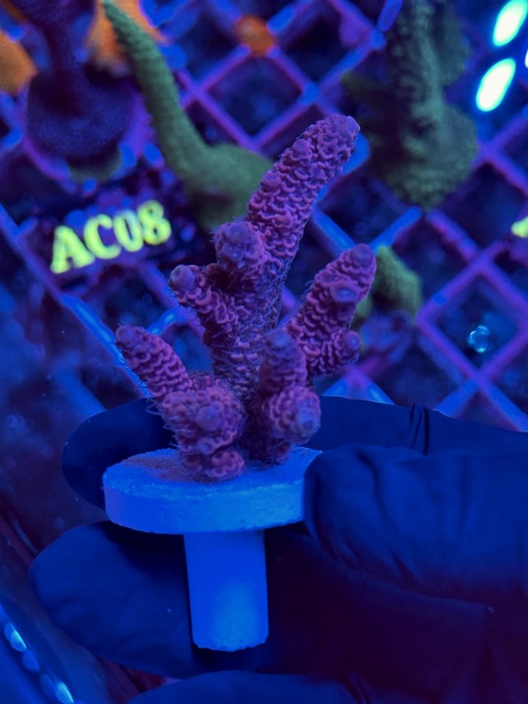Acropora MILLEPORA "RED GRAPE" - AC21