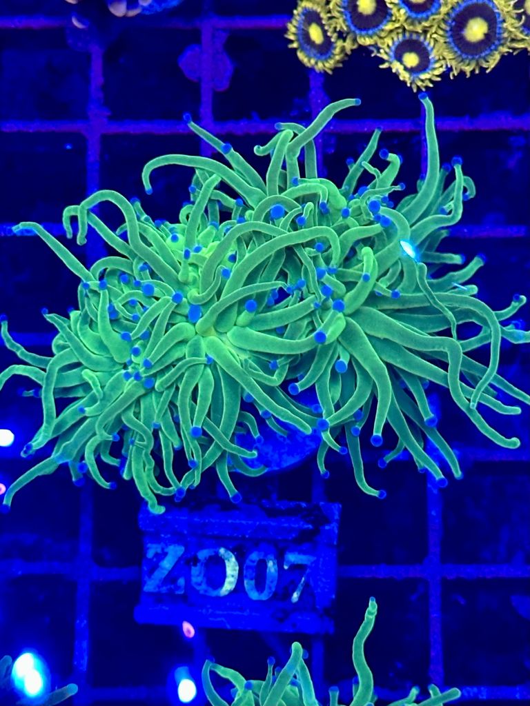 Euphyllia TORCH TOXIC GREEN