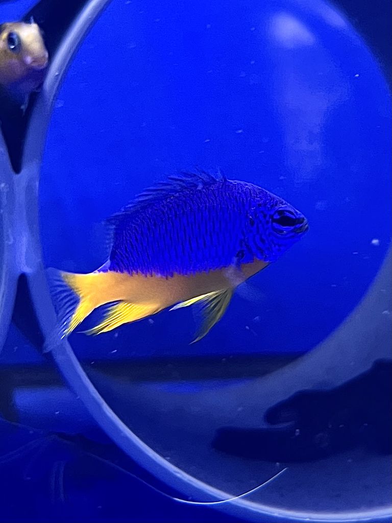Chrysiptera hemicyanea (Regal Damsel / Damisela Real)