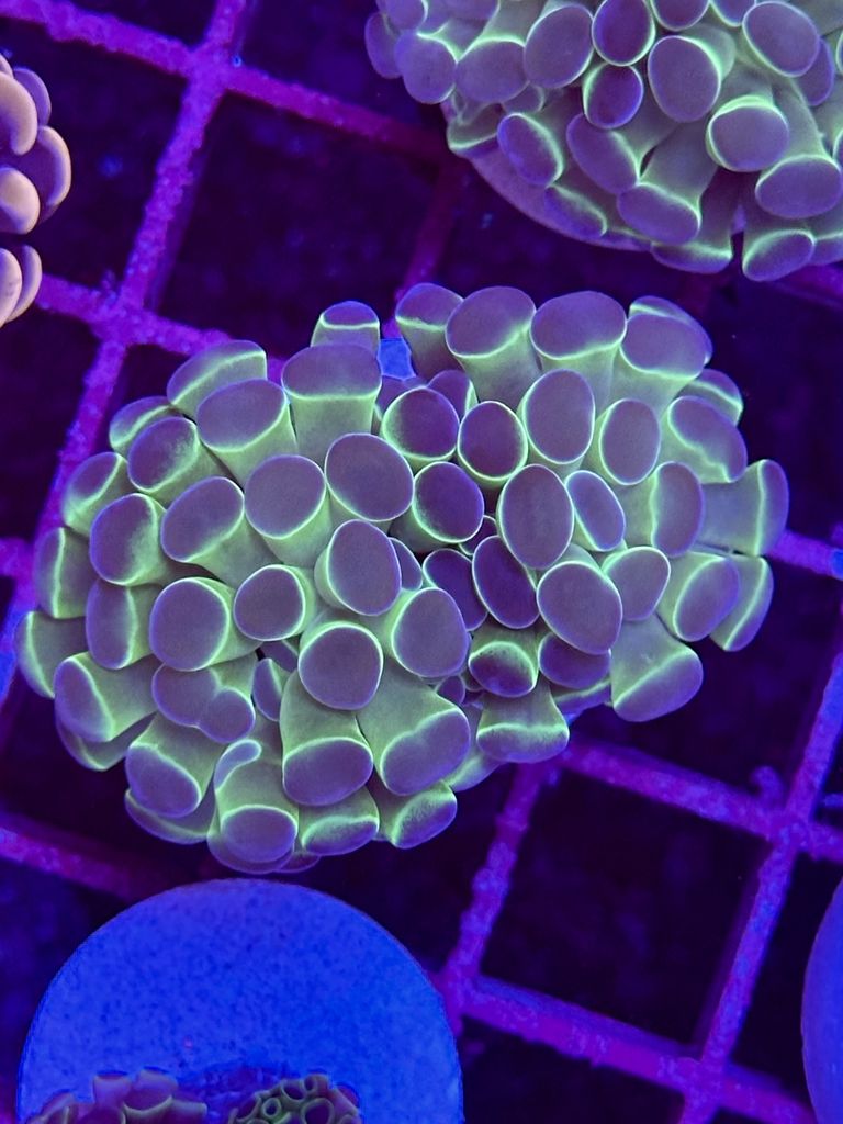 EUPHYLLIA paraancora BICOLOR - 2 CABEZAS