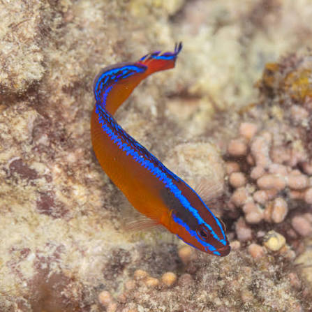 Pseudochromis aldabraensis - NEON