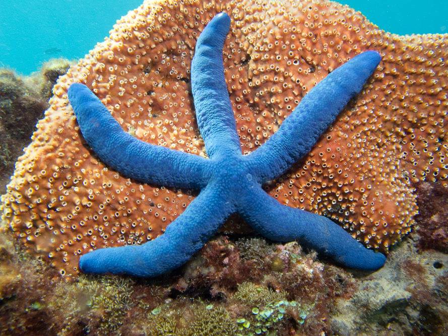 Linckia laevigata (Estrella de mar azul) GRANDE