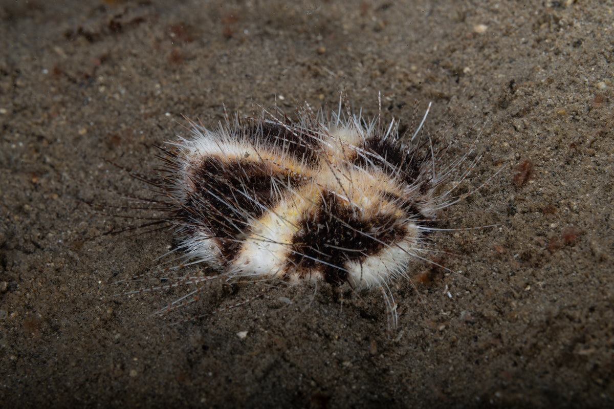 Maretia planulata (Erizo Corazón de Arena)