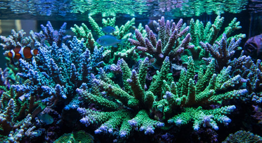 Colonias de coral Acropora SPS coloridas en acuario marino con iluminación LED