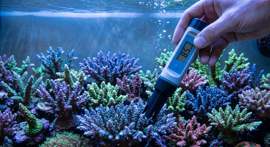 KH en Acuario Marino: Guía Completa de Alcalinidad para Reefkeepers