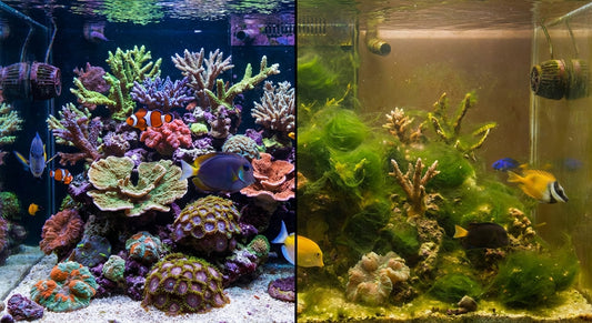 NO3 y PO4 en acuario marino: valores ideales y cómo subir/bajar sin algas