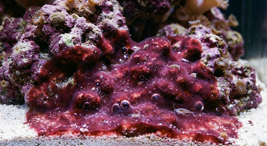 Cianobacteria en Acuario Marino: Cómo Identificarla y Eliminarla