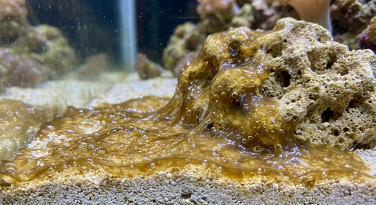 Dinoflagelados en Acuario Marino: La Plaga Silenciosa y Cómo Combatirla