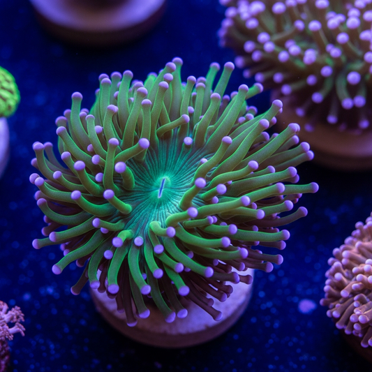 Euphyllia torch coral con tentaculos fluorescentes verdes en acuario marino