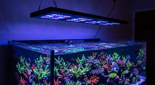 Iluminación LED sobre acuario marino de arrecife con corales SPS fluorescentes
