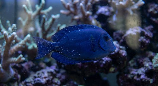 Pez cirujano azul (blue tang) con puntos blancos de Ich (Cryptocaryon irritans) en acuario marino