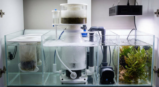 Mejores Skimmers para Acuario Marino en 2026: Guía de Compra
