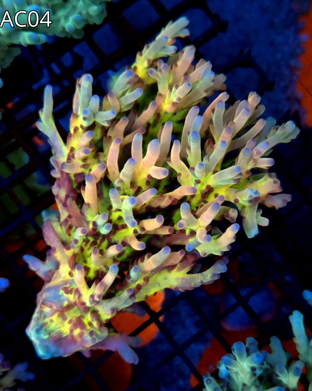 Coral SPS