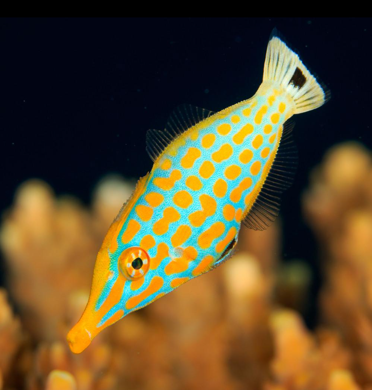 Peces
