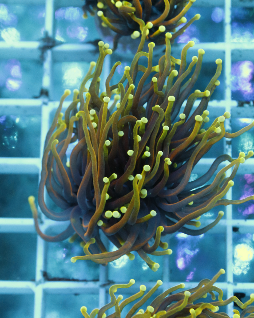 Coral LPS