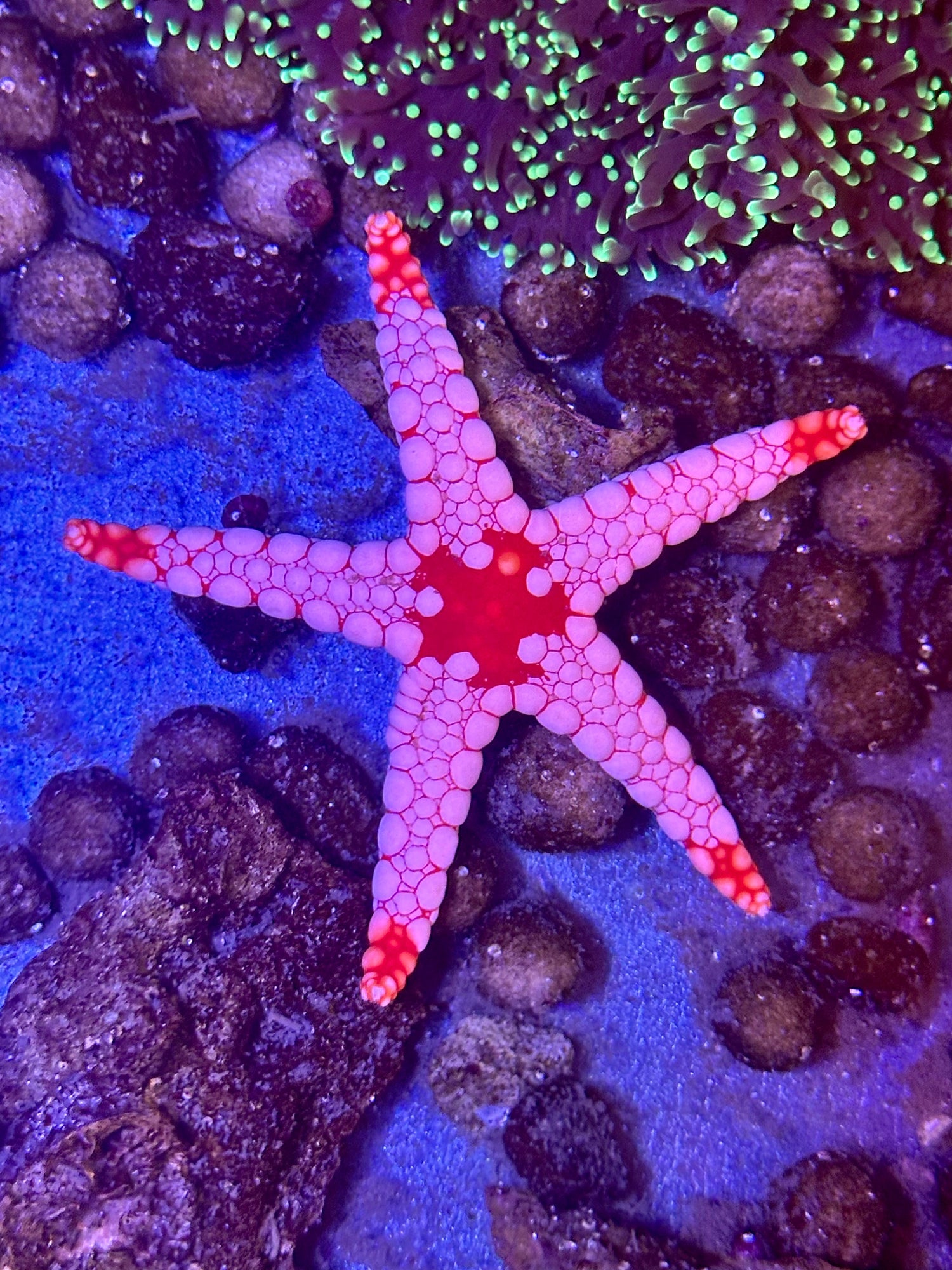 Invertebrados
