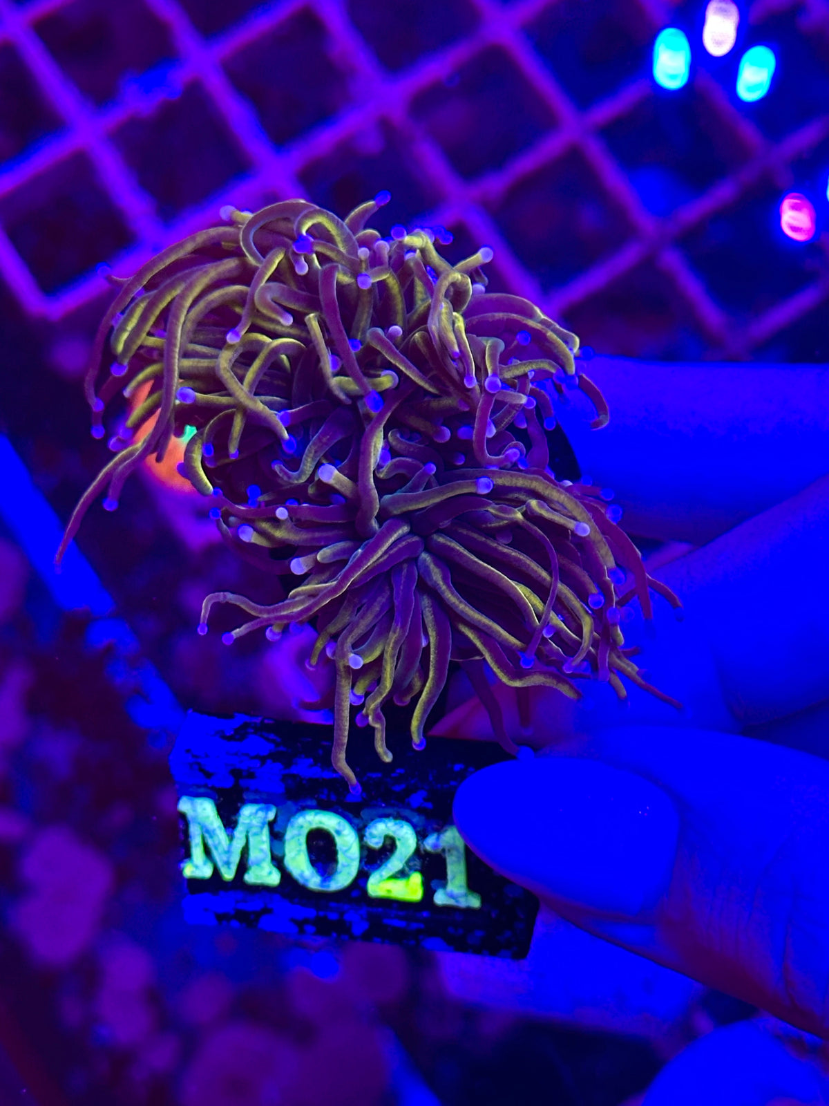 Euphyllia TORCH - GOLD COTTON CANDY TIPS