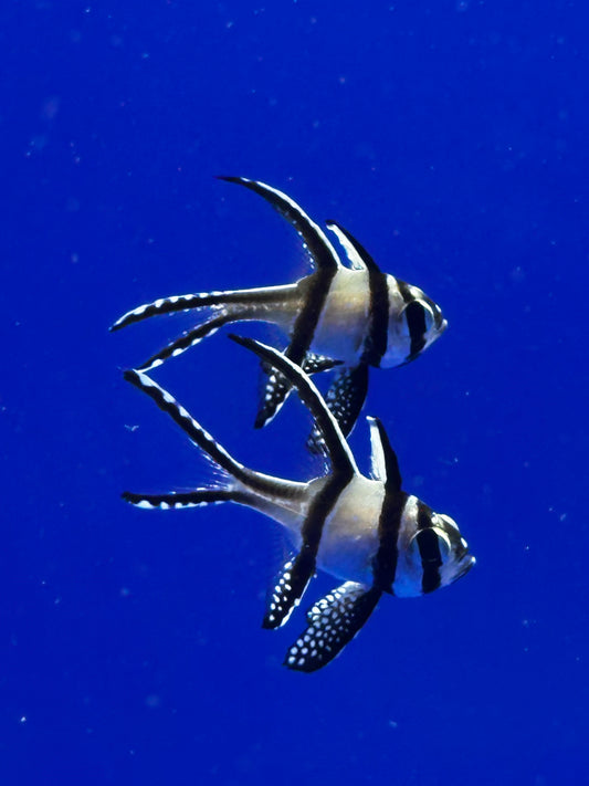 Cardenal Emperador - Pterapogon kauderni