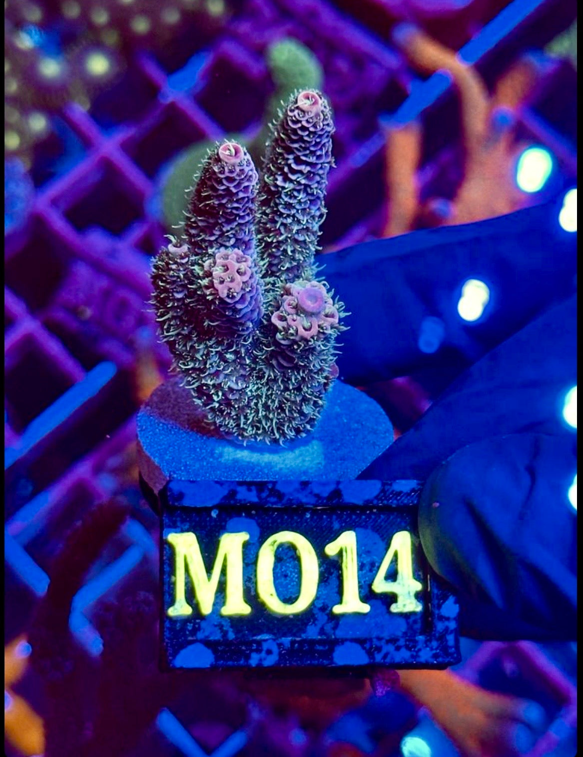 ACROPORA MILLEPORA BLUE STRAWBERRY