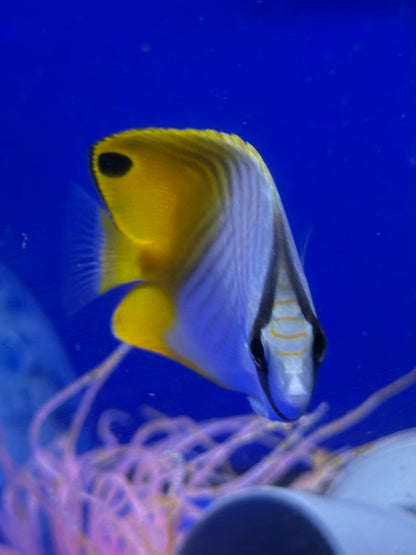 Chaetodon auriga (Pez mariposa de aletas de hilo / Threadfin Butterflyfish)
