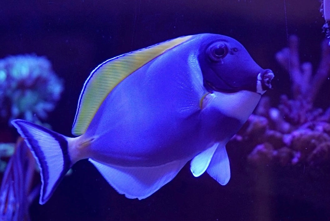 Pez Cirujano de Vientre Blanco - Acanthurus leucosternon - CoralMastery | PECES