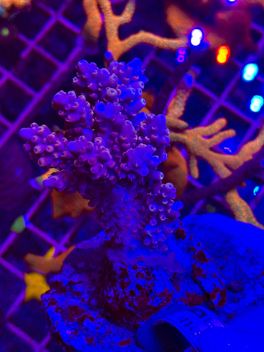 Acropora spp. WYSIWYG 002