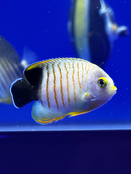 Centropyge eibli (Pez ángel de Eibl o Pez ángel enano de Eibl) - CoralMastery | PECES