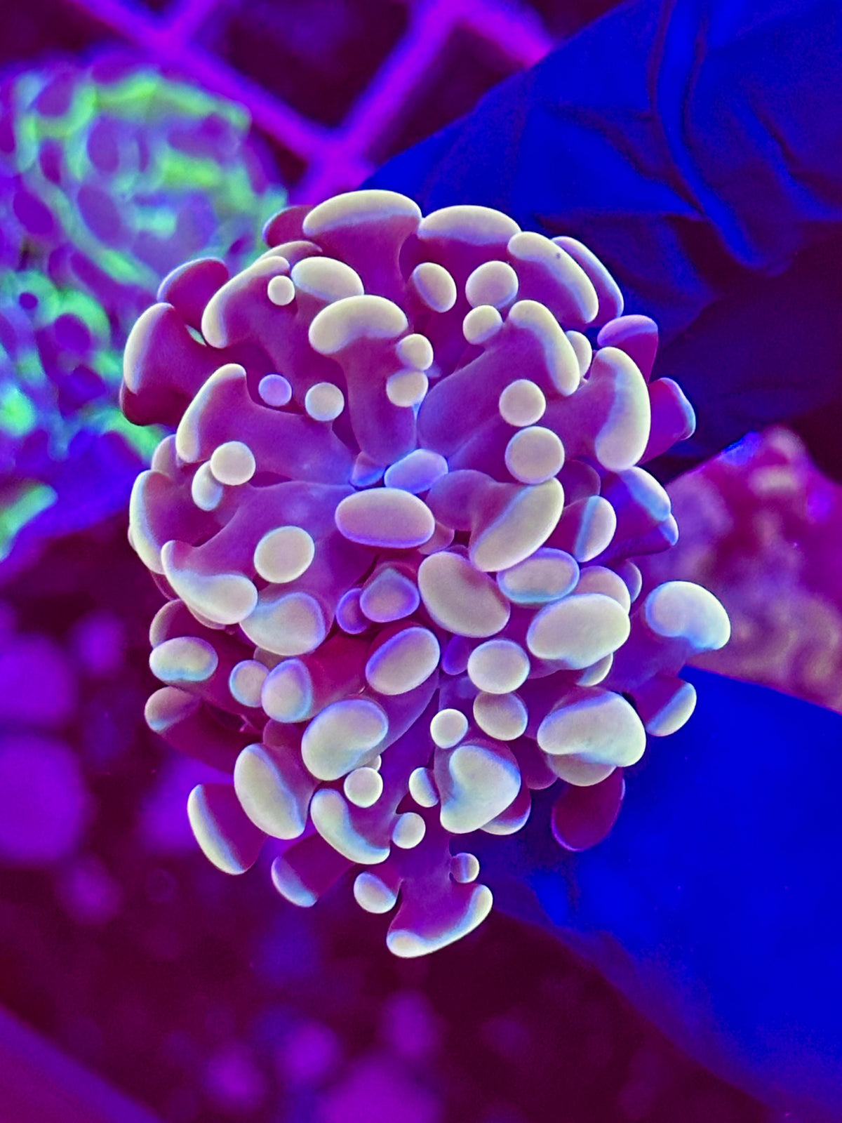 EUPHYLLIA paraancora GOLD