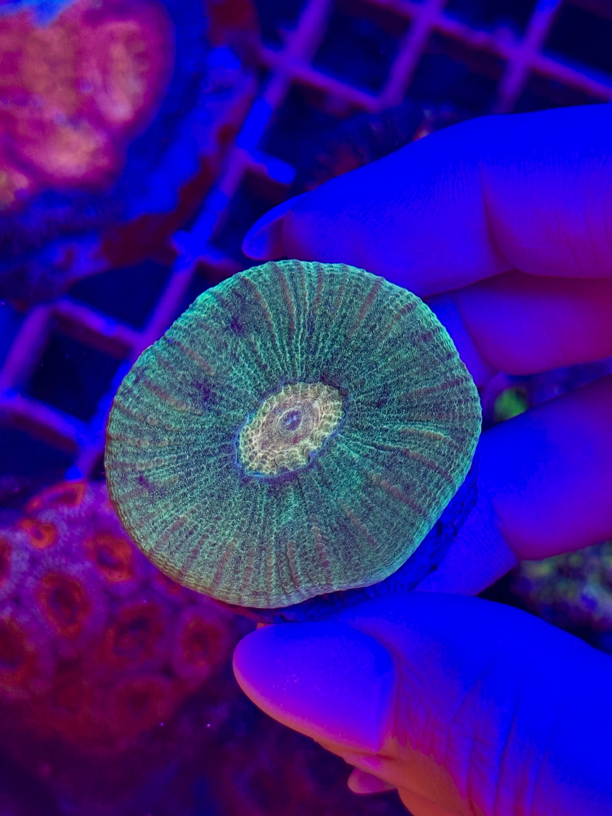 Favia SCOLY STYLE ULTRA - WYSIWYG