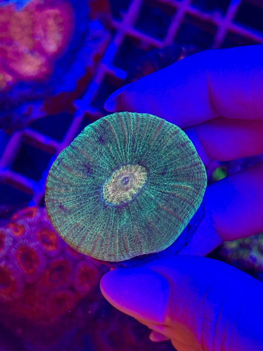 Favia SCOLY STYLE ULTRA - WYSIWYG