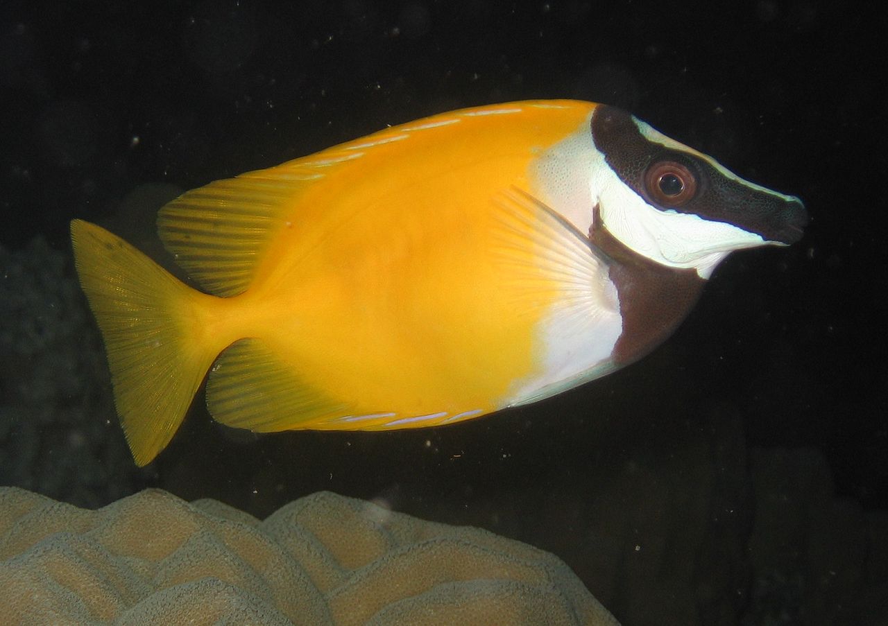 Siganus vulpinus (Foxface / Pez conejo cara de zorro)