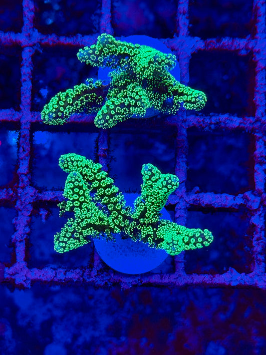 Seriatopora caliendrum Verde Flúor