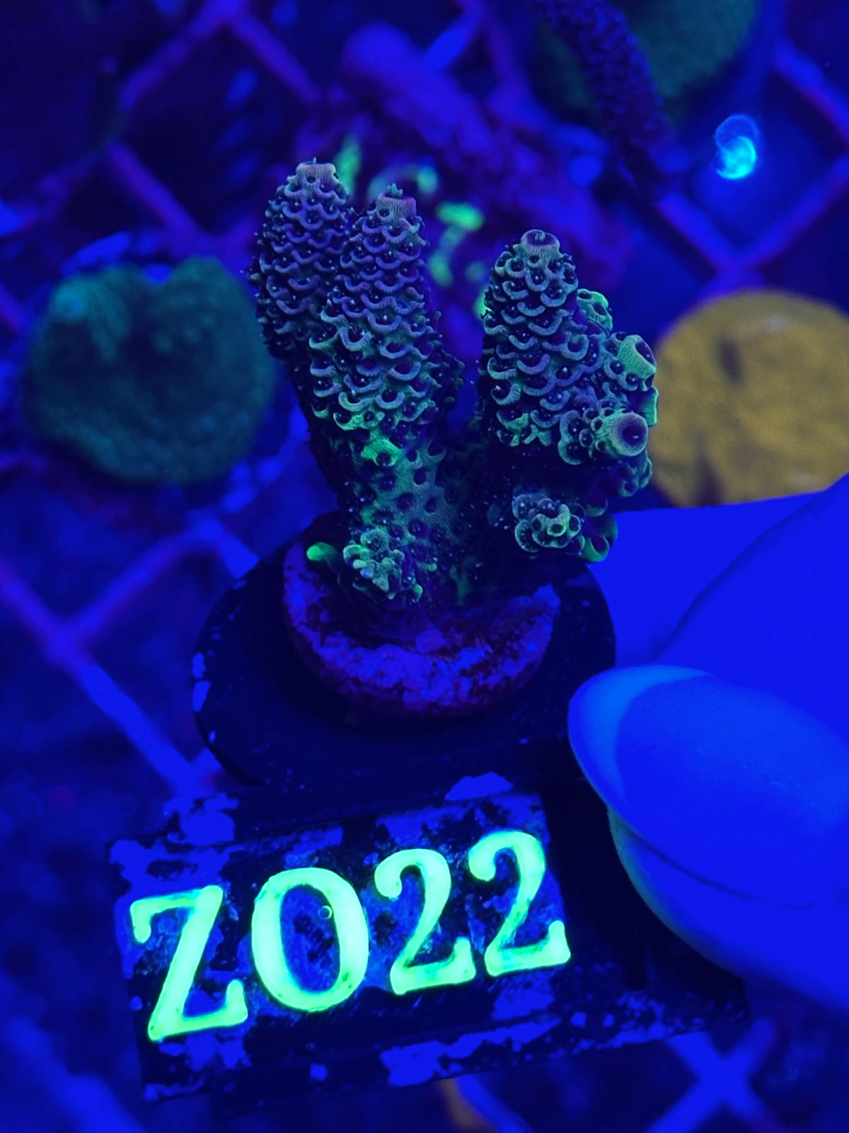 Acropora spathulata “Pink & Blue”