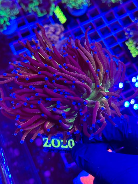 Euphyllia TORCH JOKER