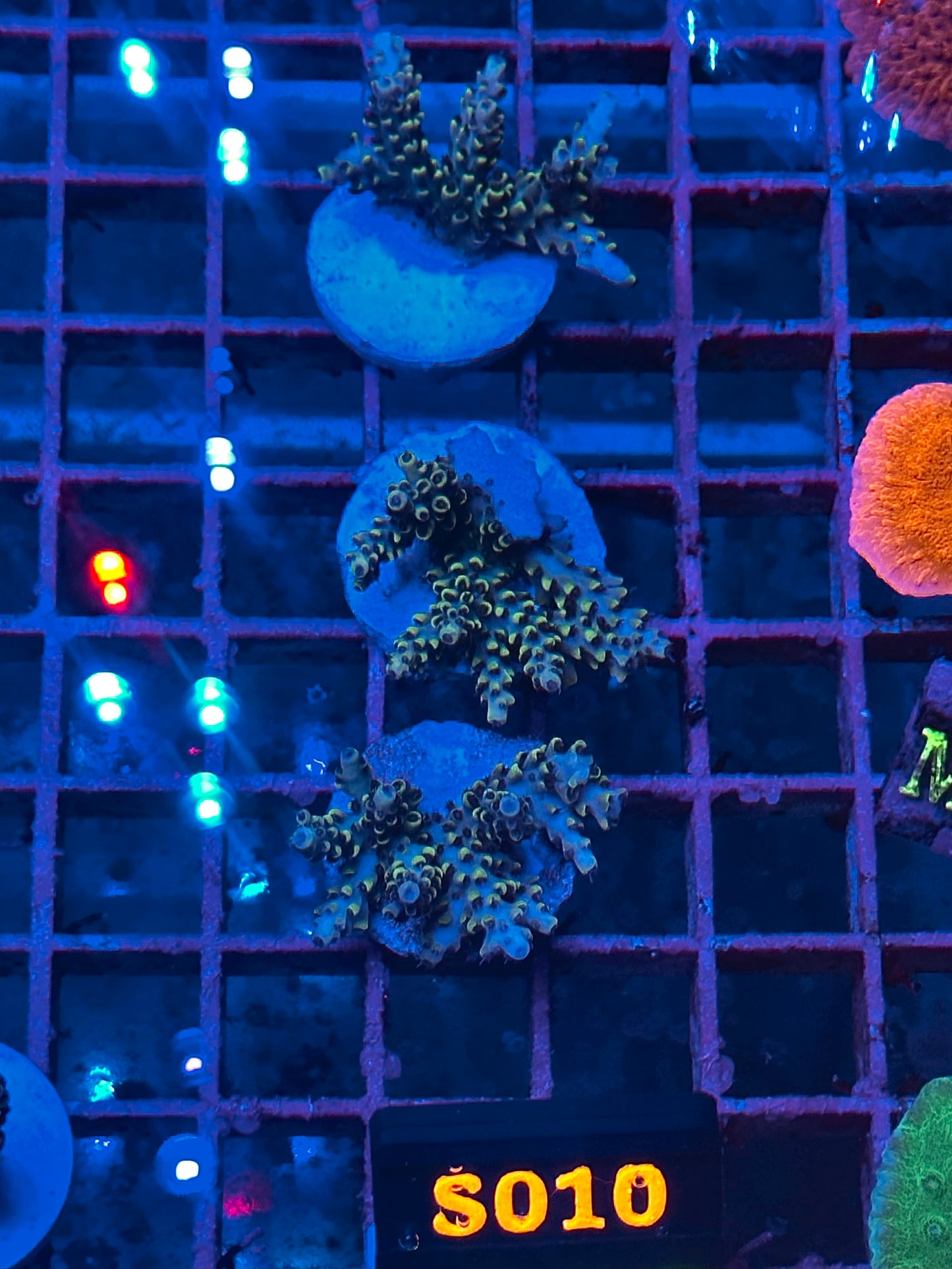 Acropora sp. "Pikachu" (Acropora Pikachu / Coral eléctrico amarillo) - vista 3