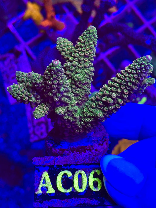 Acropora Divaricata JOE´S MANGO