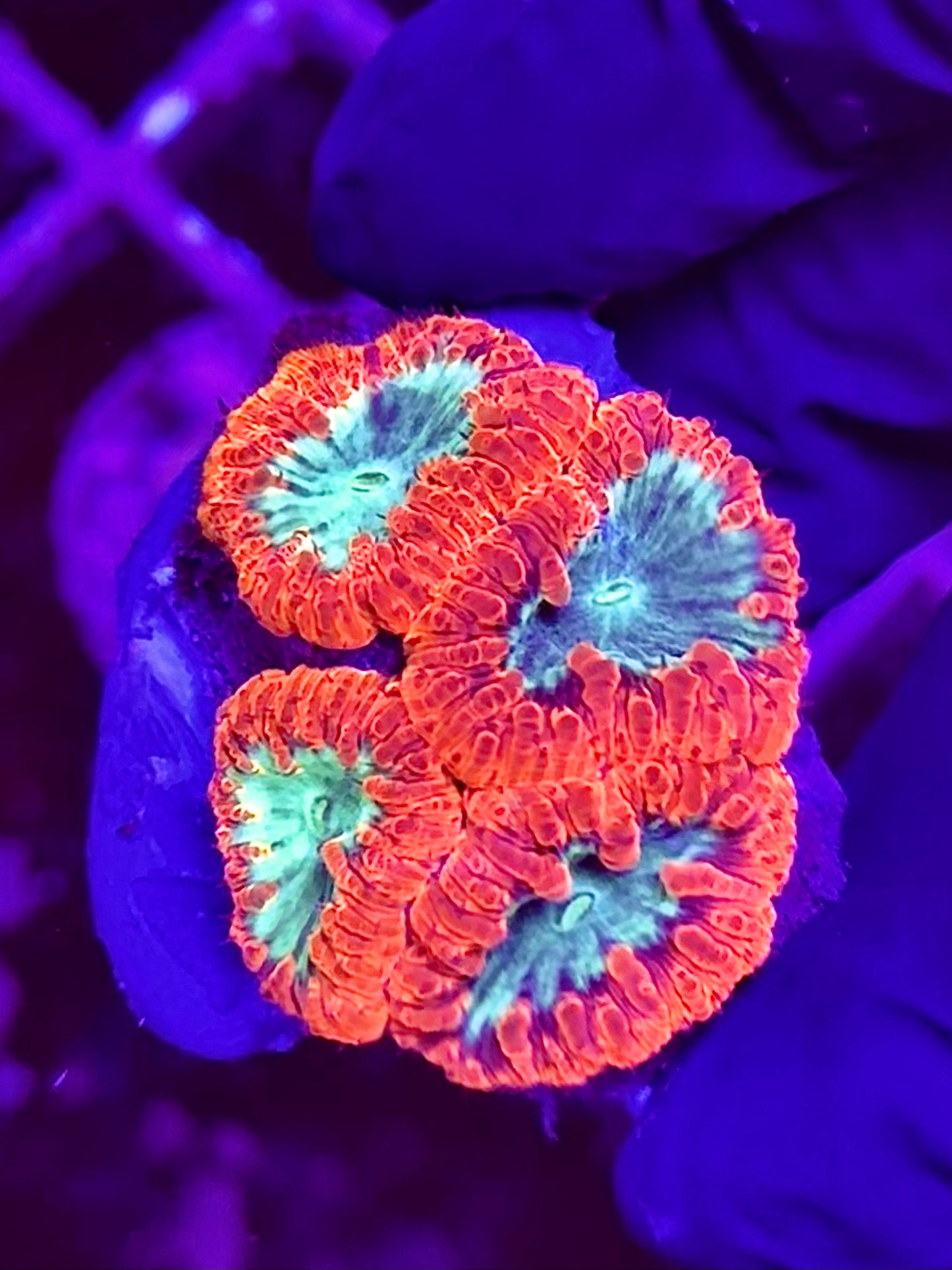 Blastomusa Welsi