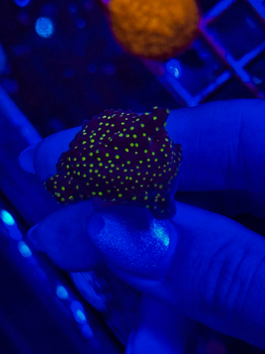 Acropora TRICOLOR