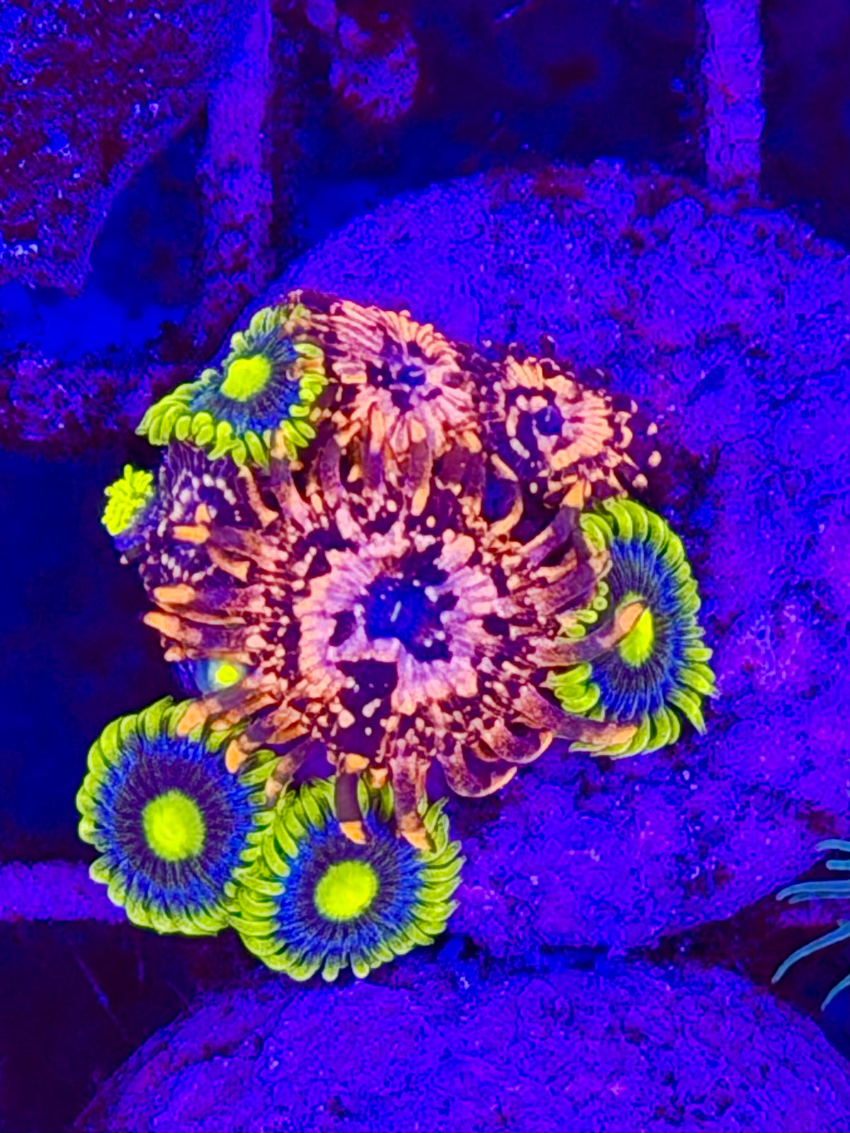 Zoanthus OUTTER CHAOS - WYSIWYG