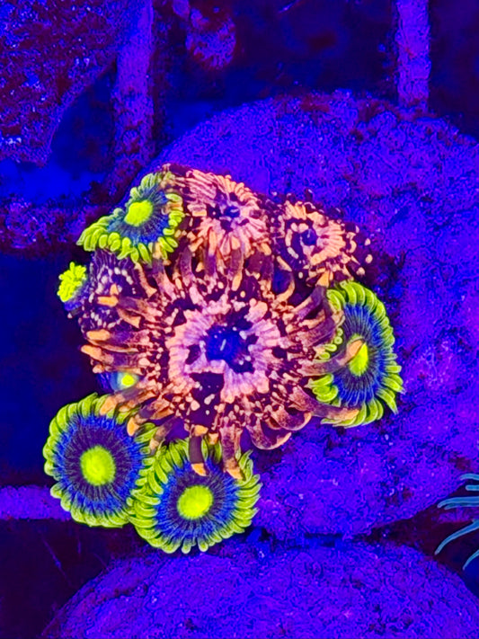 Zoanthus OUTTER CHAOS - WYSIWYG