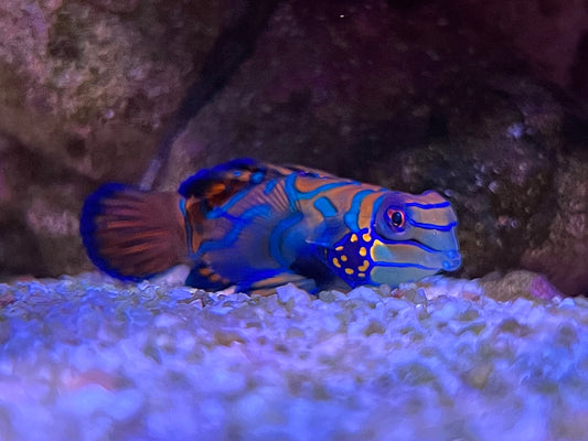 Mandarin - Synchiropus splendidus