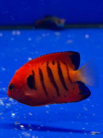 Centropyge loriculus (Pez ángel enano llama) - CoralMastery | PECES